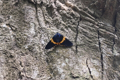 Milionia zonea pryeri