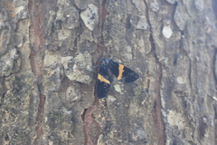 Milionia zonea pryeri