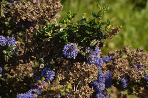 Unknown species found near Point Richmond, Richmond, CA, USA
