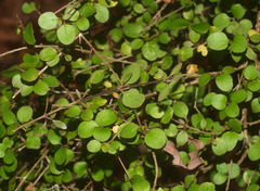 Coprosma rubra