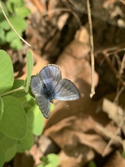 Glaucopsyche lygdamus australis