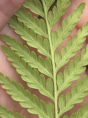 Calochlaena dubia
