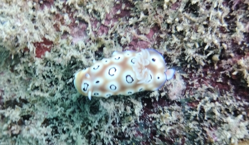 Goniobranchus leopardus