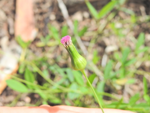Lady's Paint Brush (Emilia javanica)