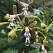 Epidendrum exasperatum - Photo (c) darien, some rights reserved (CC BY-NC), uploaded by darien