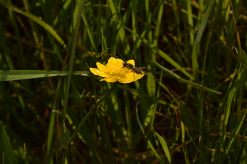 Unknown species found near Alameda County, CA, USA