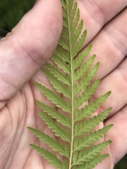 Calochlaena dubia