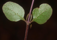 Coprosma rubra