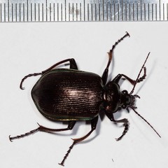 Calosoma oceanicum