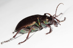 Calosoma oceanicum
