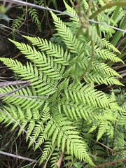 Calochlaena dubia