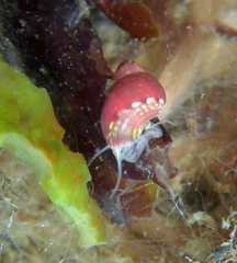 Eulithidium