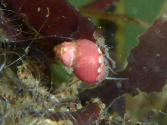 Eulithidium