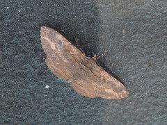 Anisoneura salebrosa