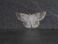 Pingasa ruginaria pacifica