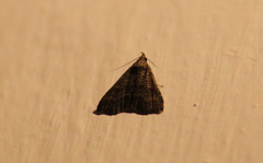 Lepidoptera