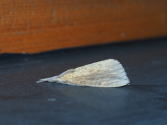 Periergos magna