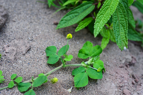 Black Medick