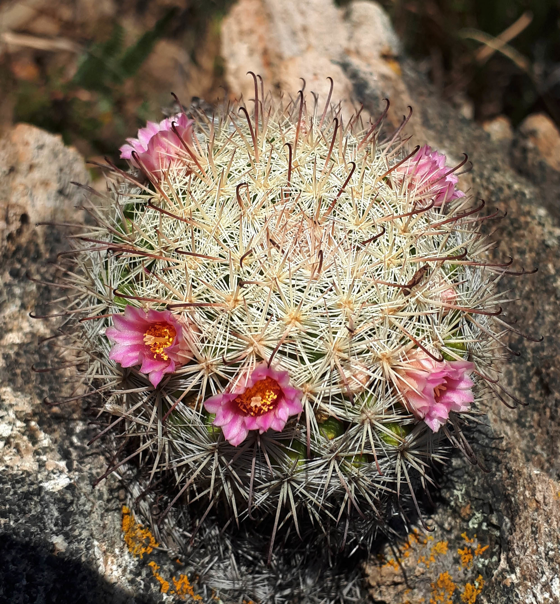 Mammillaria jaliscana  iNaturalist