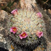 Mammillaria jaliscana jaliscana - Photo (c) Chris Lloyd, some rights reserved (CC BY-NC), uploaded by Chris Lloyd