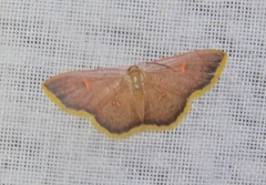 Cosymbiini