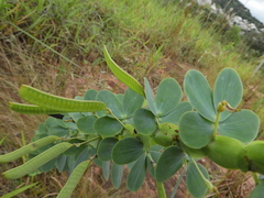 Chamaecrista desvauxii