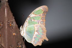 Siproeta stelenes