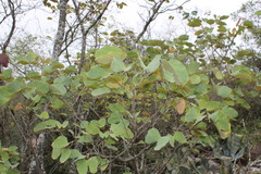 Bauhinia lunarioides