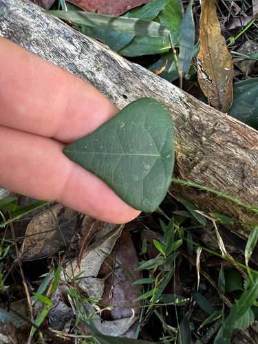 prickly tape vine (Echinostephia aculeata)