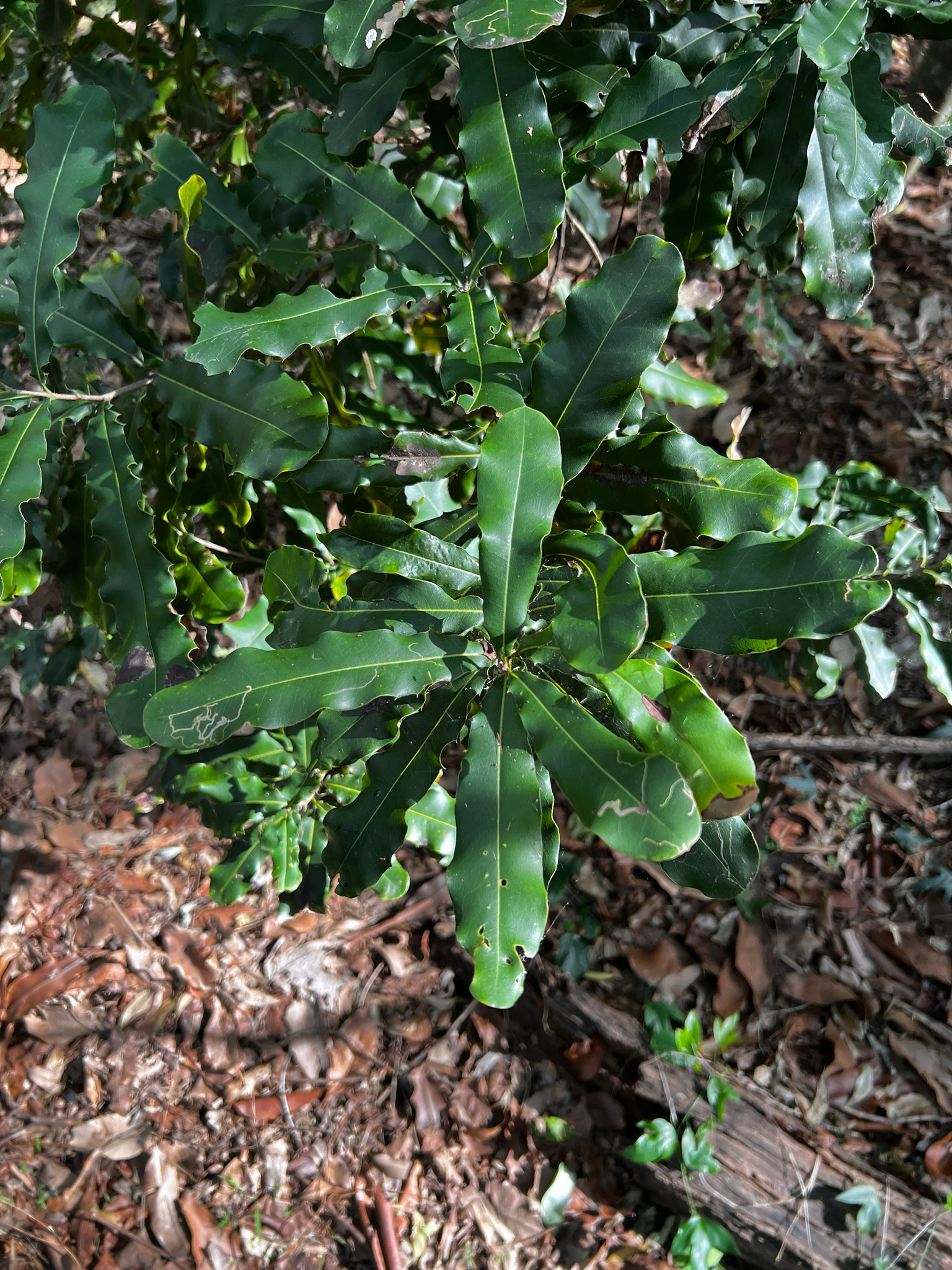 Macadamia Nut (Macadamia integrifolia)