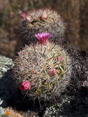 Mammillaria jaliscana jaliscana
