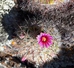 Mammillaria jaliscana jaliscana