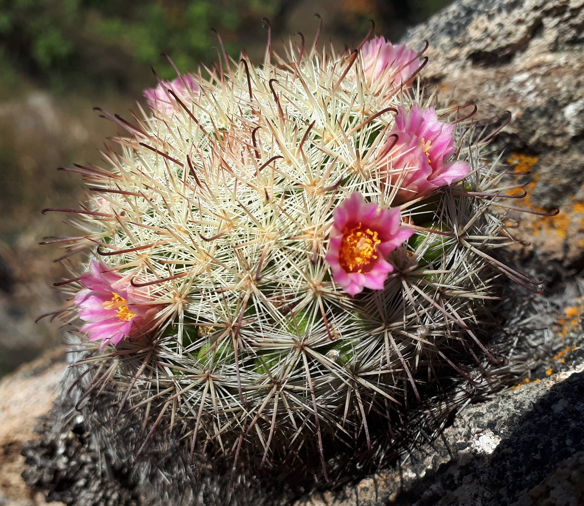 Mammillaria jaliscana