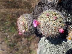 Mammillaria jaliscana jaliscana
