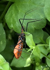 Zelus longipes