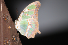 Siproeta stelenes