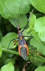 Zelus longipes