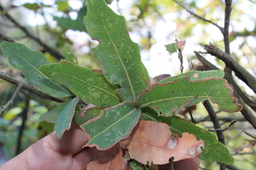 Quercus porphyrogenita, photograph 5