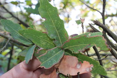 Quercus porphyrogenita, photograph (c) Francisco Martínez González, some rights reserved (CC BY-SA)