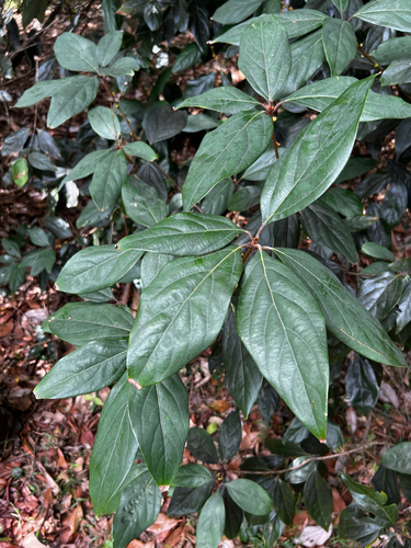 Bolly Gum (Neolitsea dealbata)