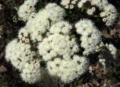 Ageratina malacolepis