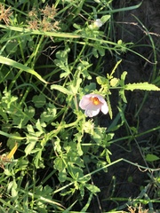 Hibiscus verdcourtii