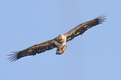 Haliaeetus leucocephalus