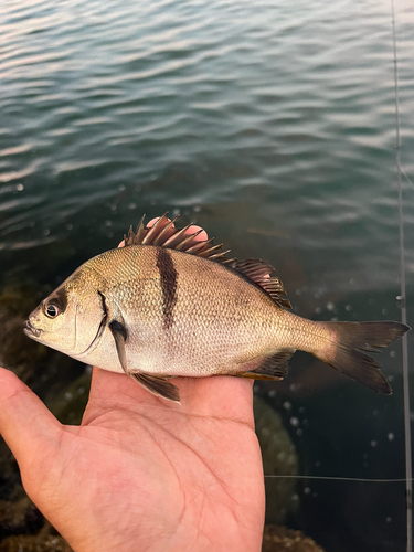 Grunt (Anisotremus davidsonii) — Haemulidae — 3