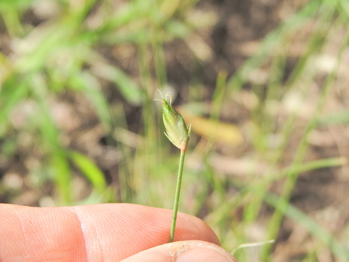 Flatspike Sedge (Abildgaardia ovata)