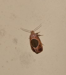 Hoplomorpha abalienella
