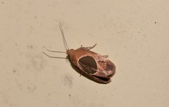 Hoplomorpha abalienella