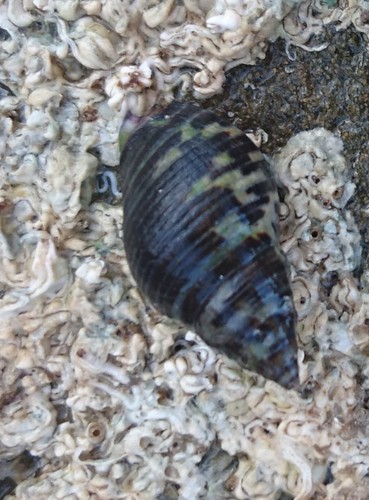 Cominella lineolata