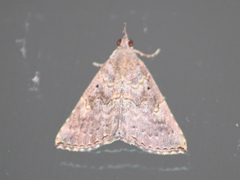 Lepidoptera