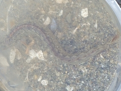 Pholis ornata